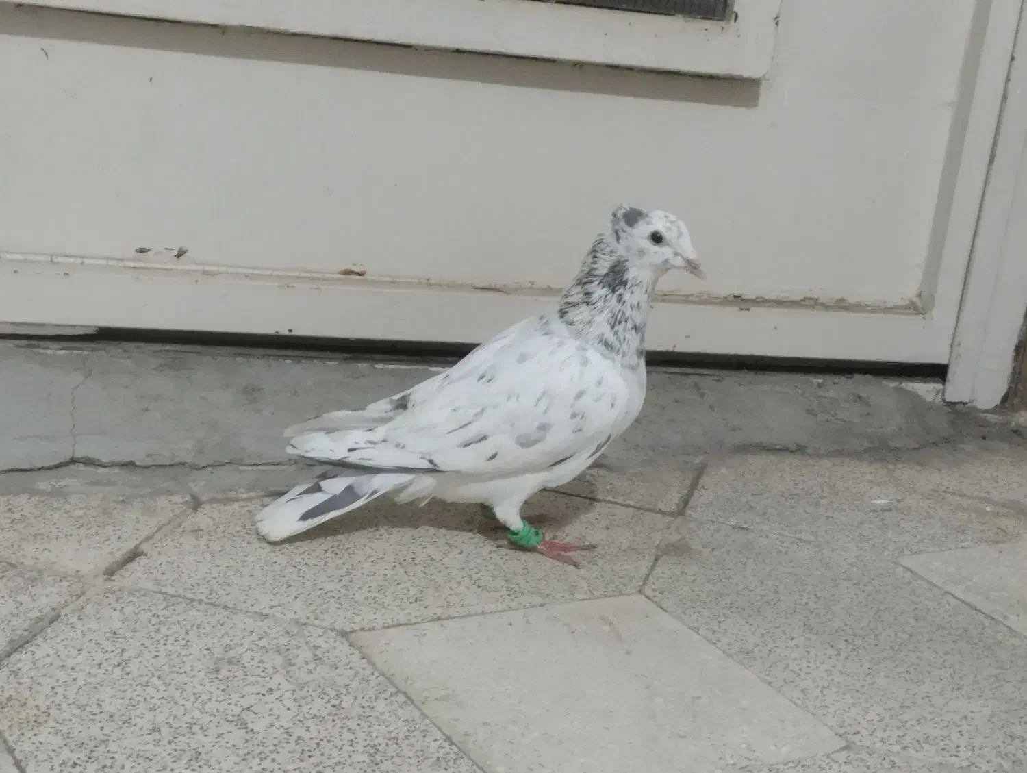 هفت رنگ|پرنده|سبزوار, هویزه|دیوار