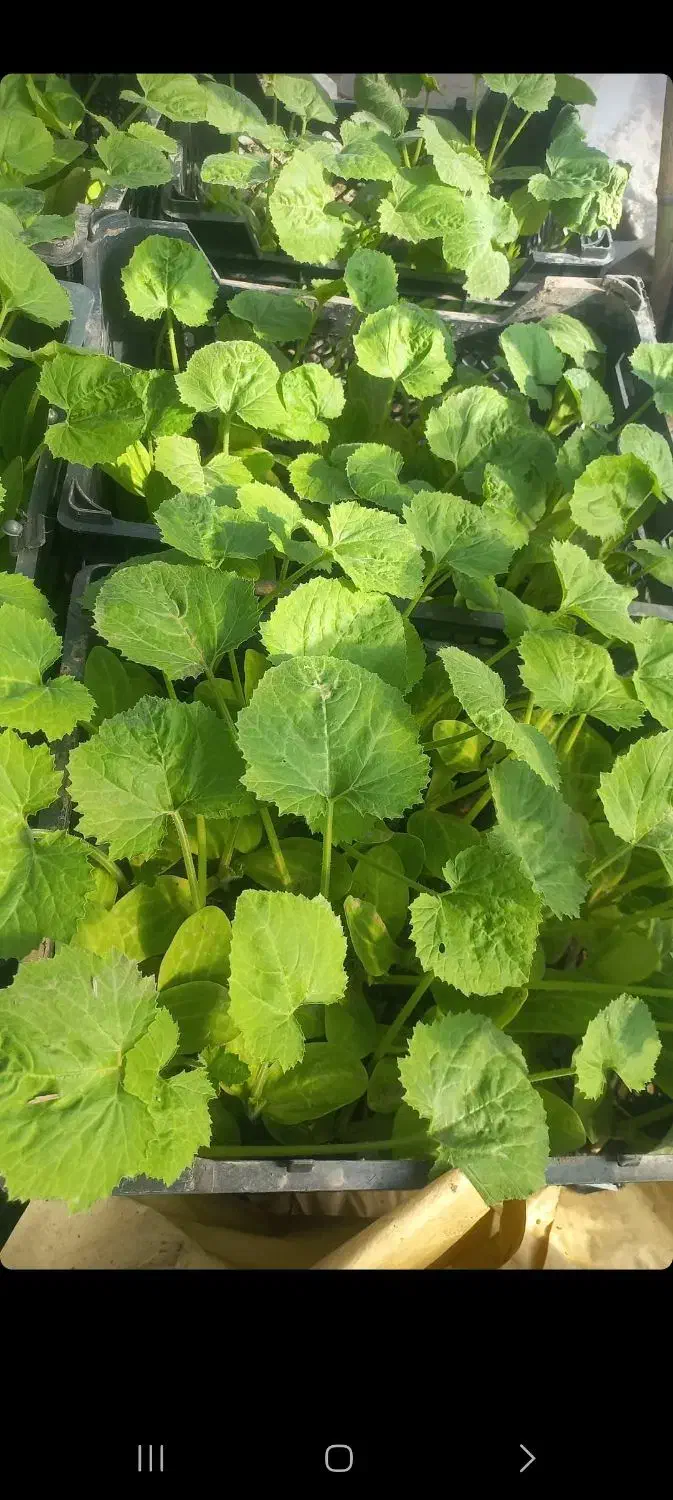 نهال کدو|گل و گیاه طبیعی|گنبد کاووس, |دیوار