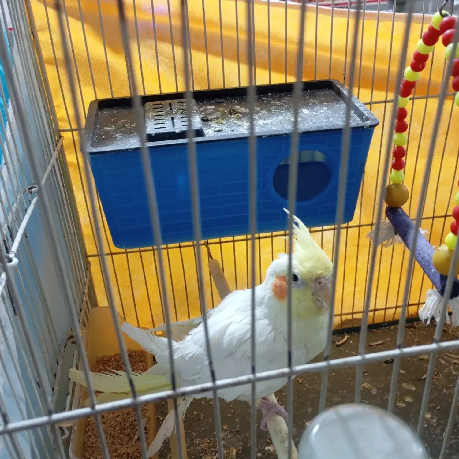 عروس هلندی نر|پرنده|چناران, |دیوار