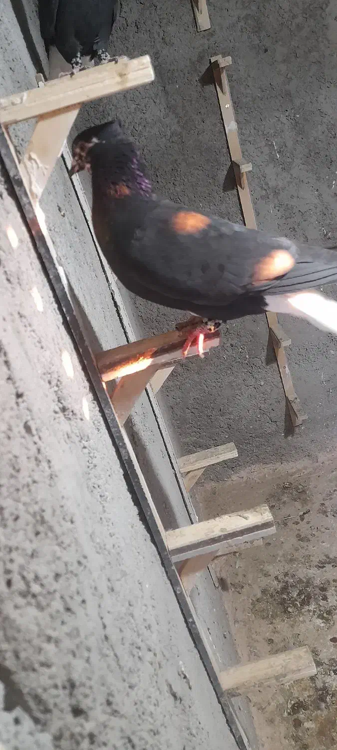 یک ماده دم سفید، ۲تا جوجه سده|پرنده|اسفراین, |دیوار