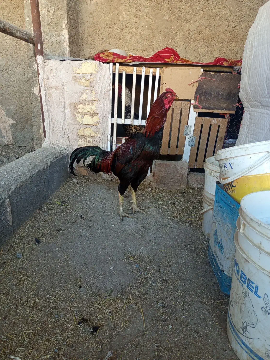 خروس لاری|حیوانات مزرعه|اصفهان, ارداجی|دیوار