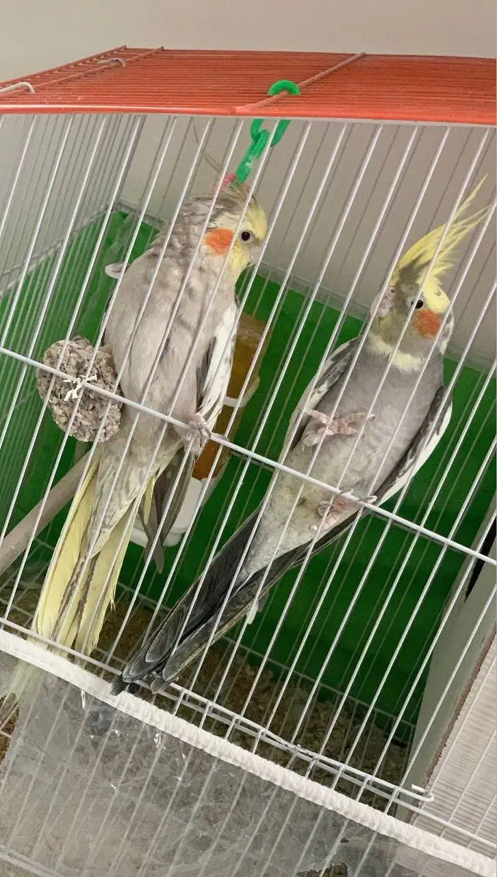 عروس هلندی و مرغ عشق با وسایل|پرنده|نیشابور, شهرک جانبازان|دیوار