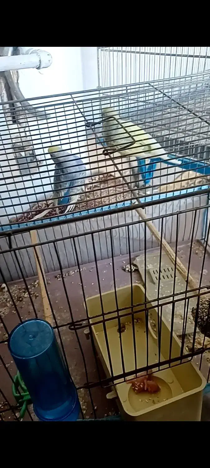 جفت مولد مرغ عشق رینبو رنگین کمانی فنچ طوطی راهب|پرنده|قدس, شهرقدس|دیوار