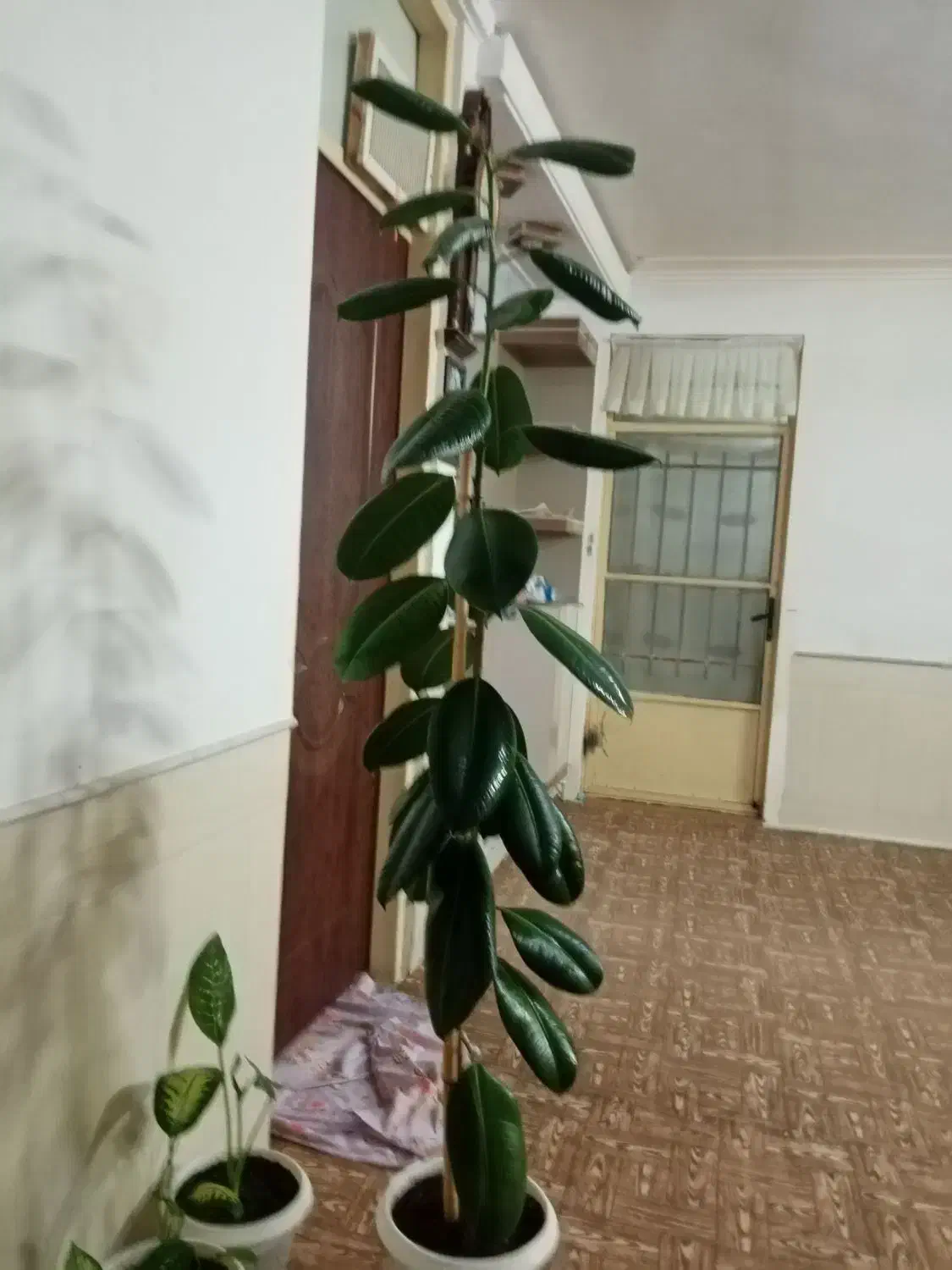 گل فیلتوس|گل و گیاه طبیعی|نیشابور, مازول|دیوار