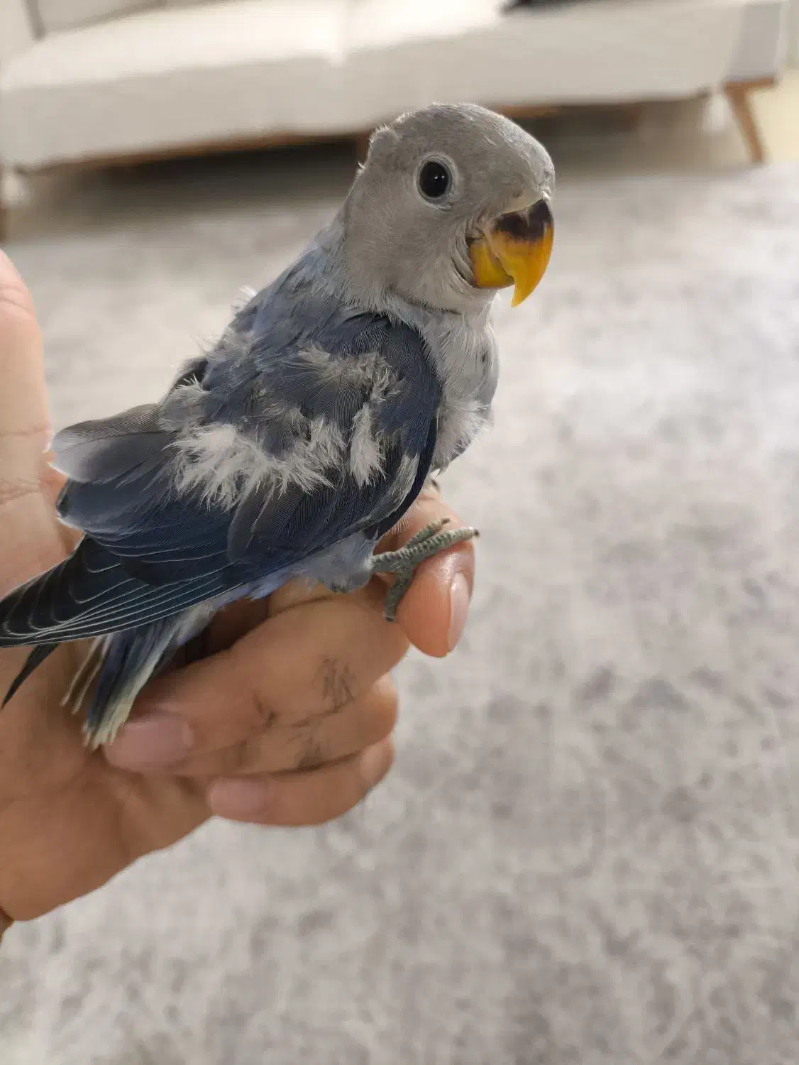 جوجه کوتوله دستی طوطی برزیلی|پرنده|بندرعباس, |دیوار