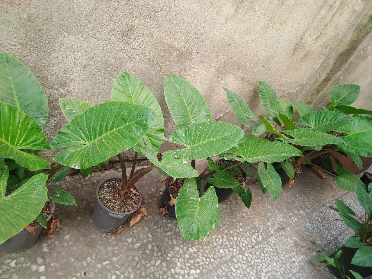 گل وگیاه طبیعی|گل و گیاه طبیعی|قائمشهر, |دیوار