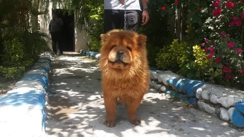 سگ چاو چاو|سگ|تهران, زعفرانیه|دیوار