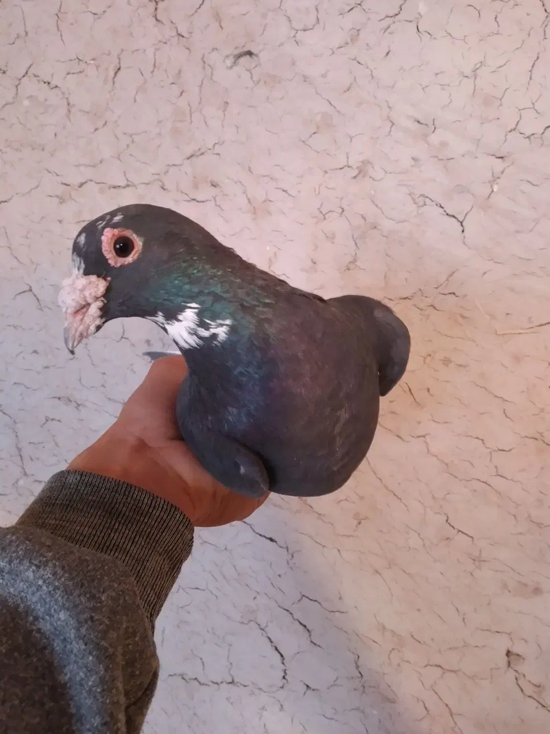 کفتر|پرنده|کشکوئیه, |دیوار