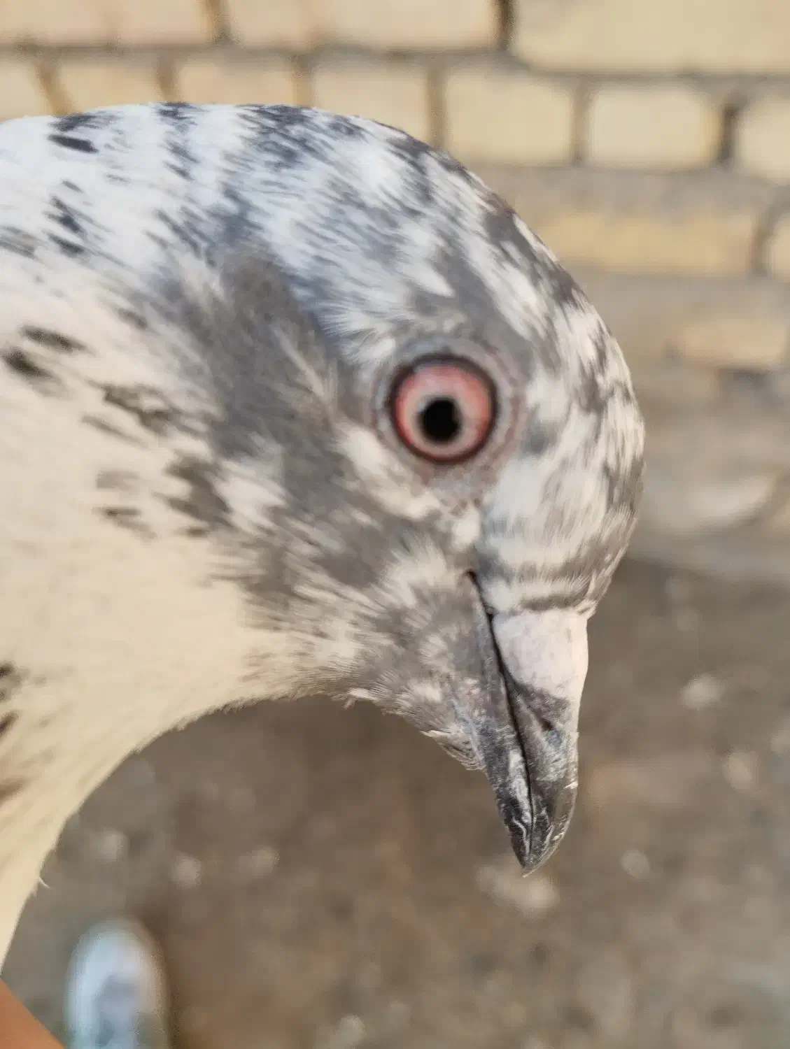 کبوتر ماده مصافتی|پرنده|سمیرم, |دیوار