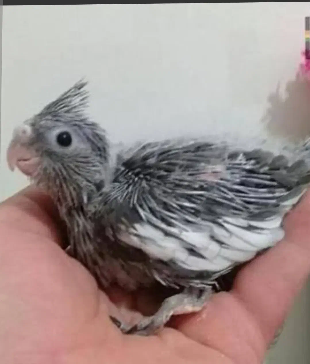 جوجه عروس هلندی|پرنده|ماکو, |دیوار