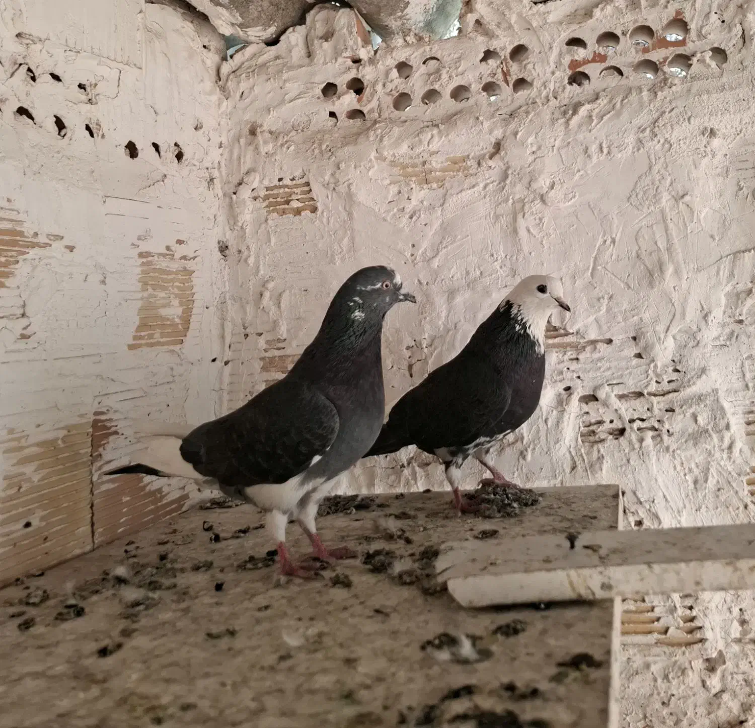 کبوتر|پرنده|قدس, شهرقدس|دیوار