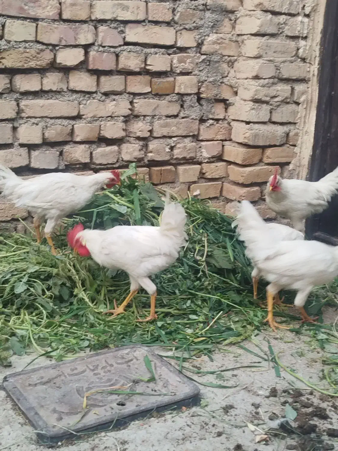 خروس|حیوانات مزرعه|محمدیه-قزوین, |دیوار