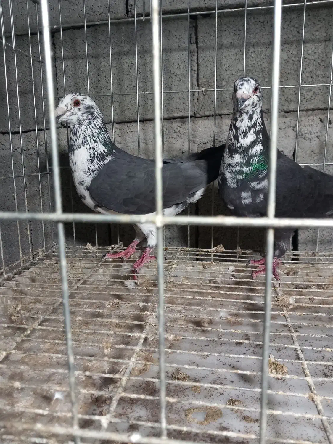 جفت نرماده کشکشی سیاه|پرنده|وحدتیه, |دیوار