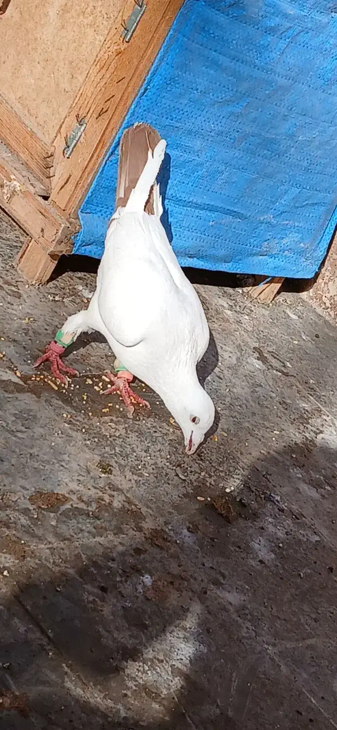 چهار تا کبوتر دیوانه  چاشنی|پرنده|مشهد, شهرک بهارستان|دیوار