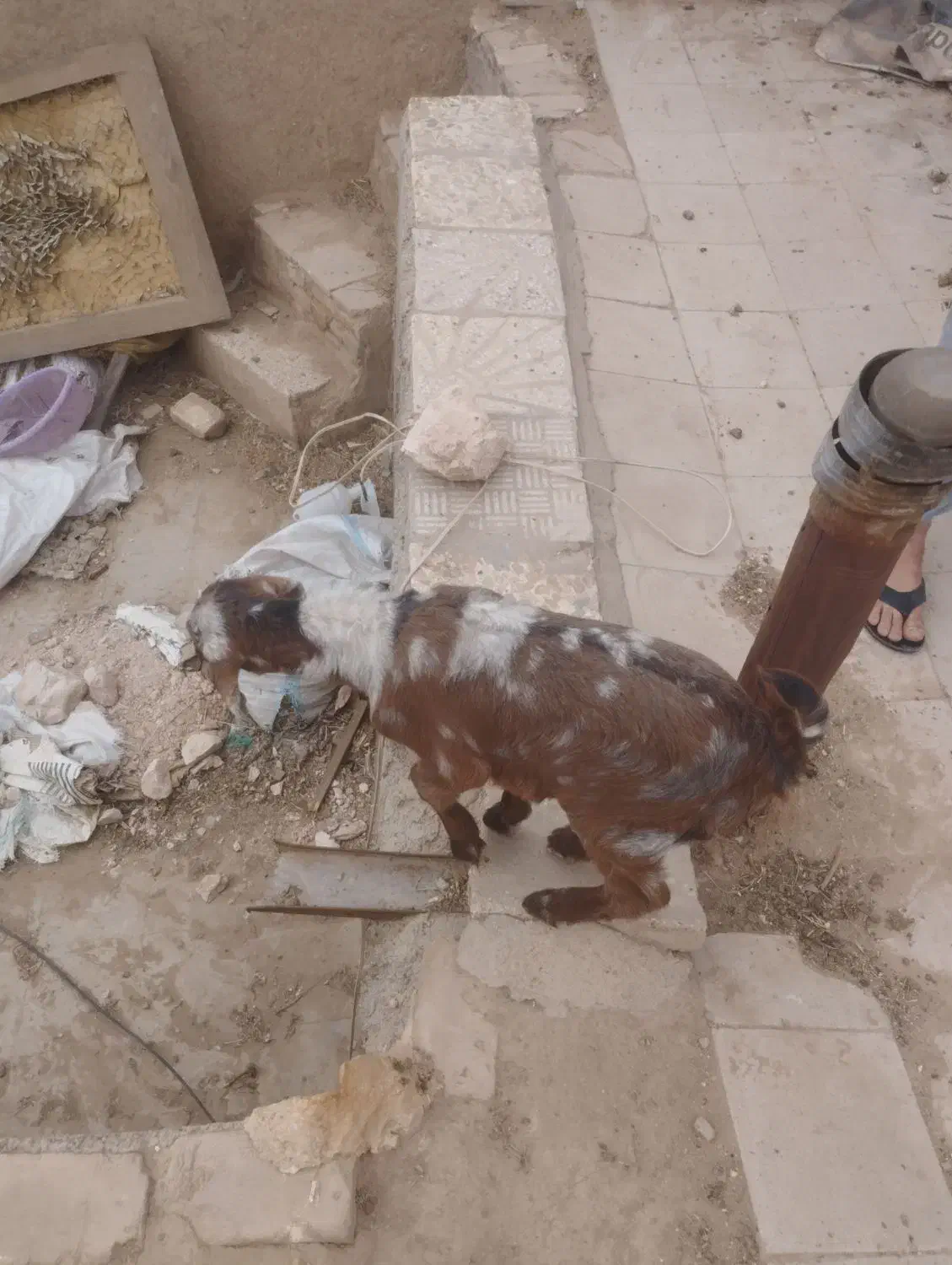 کوسفند|حیوانات مزرعه|یزد, |دیوار