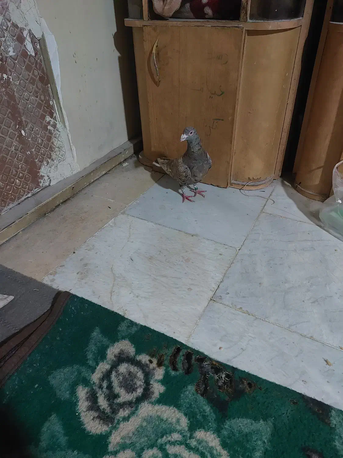 رنگی|پرنده|ماهدشت, |دیوار