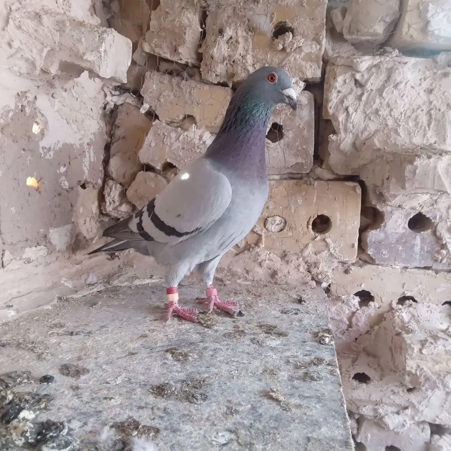 کبوتر نرقلدور|پرنده|تایباد, |دیوار