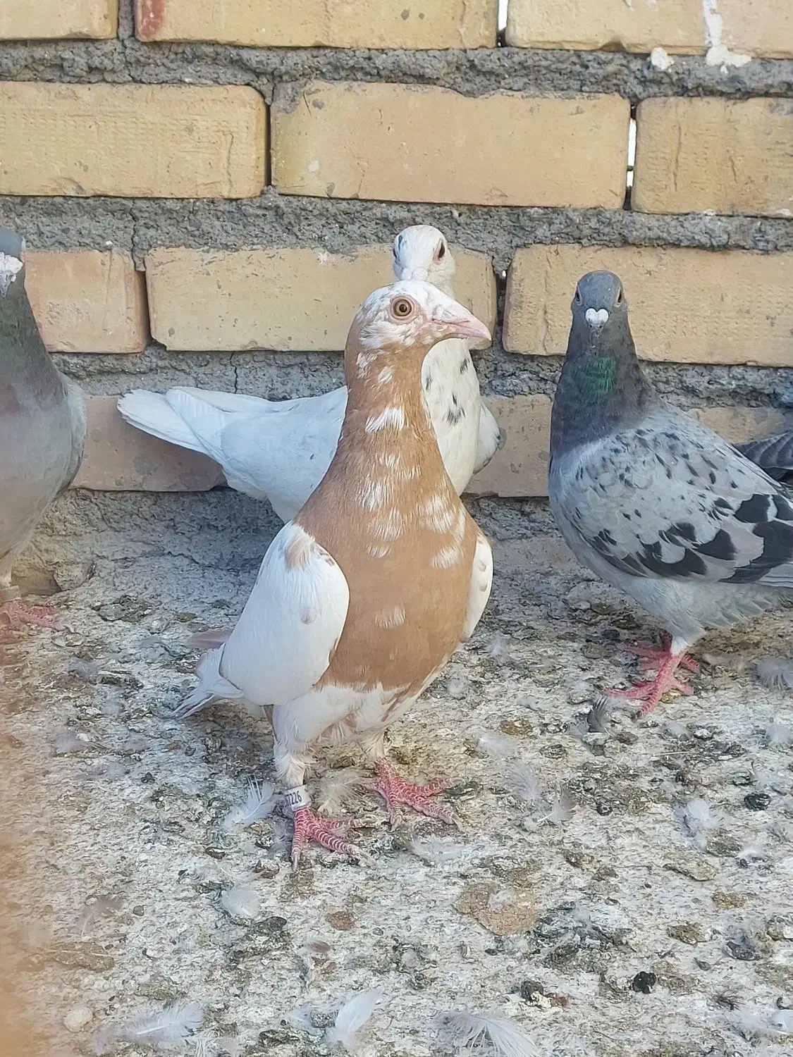 کارل میلمنز|پرنده|تربت جام, ترکمن ها|دیوار