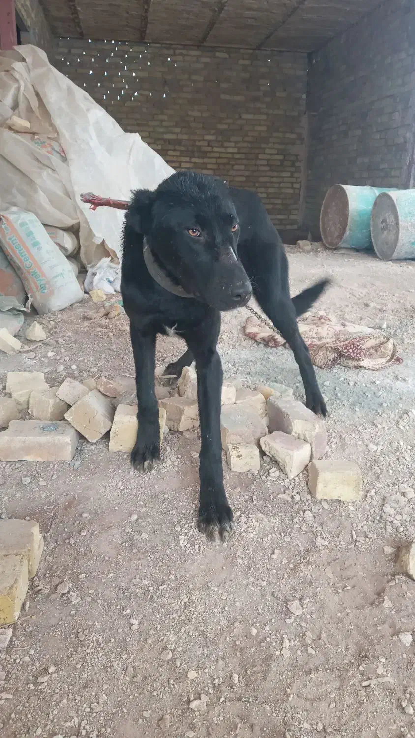 سگ افغان نر|سگ|قزوین, |دیوار