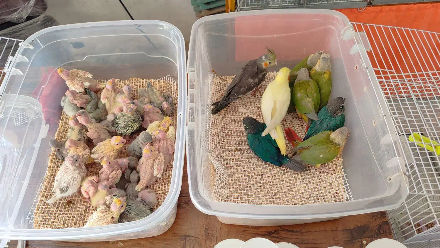 سرلاکی گرین ، عروس،  کوتوله|پرنده|تایباد, |دیوار