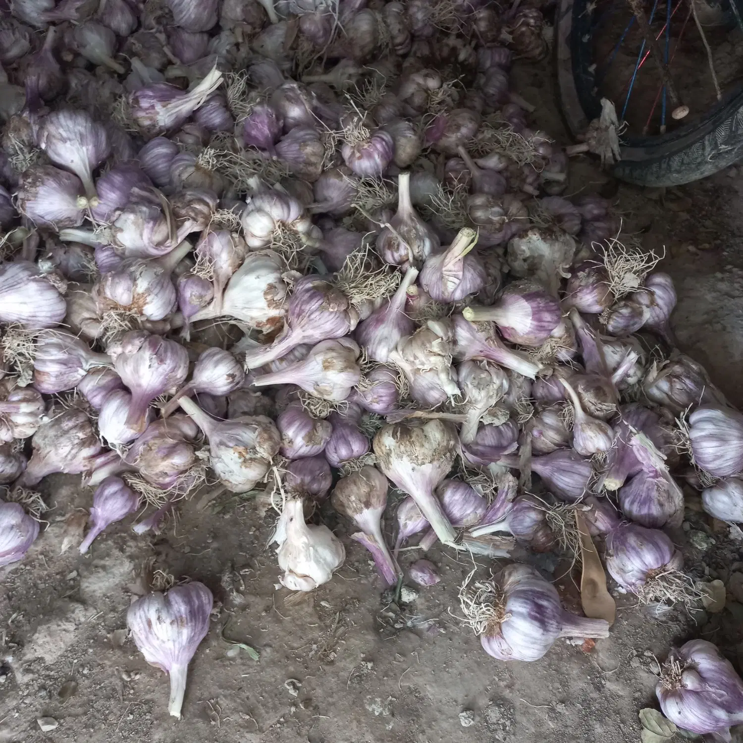 سیر محلی|خوردنی و آشامیدنی|آبدان, |دیوار