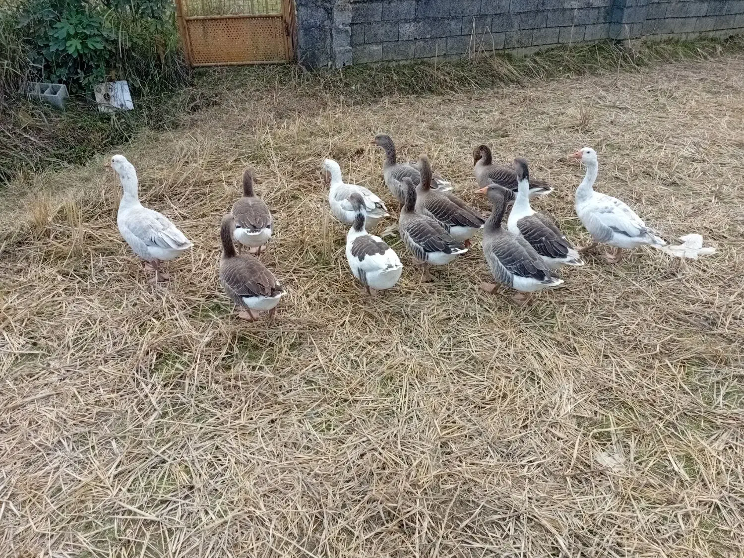 غازمحلی|حیوانات مزرعه|اسالم, |دیوار