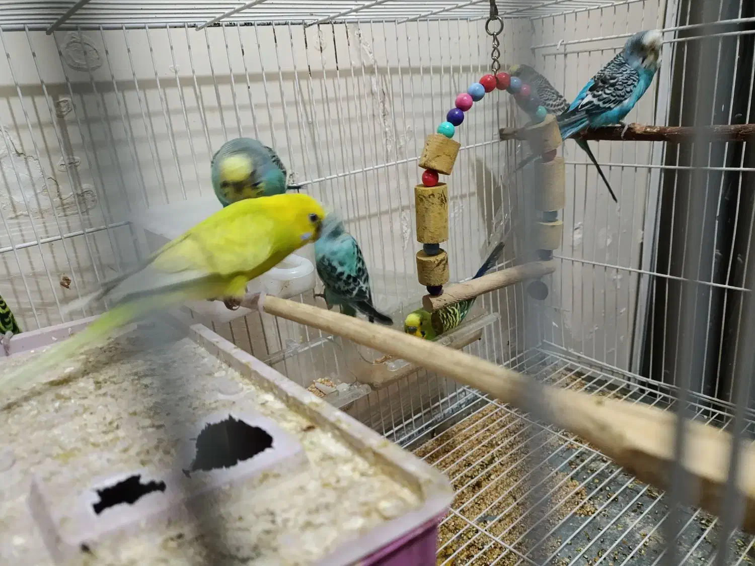 8 عدد مرغ عشق زیبا|پرنده|کرج, عظیمیه|دیوار