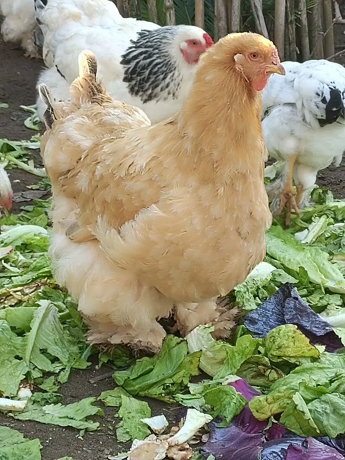 فروش تعدادی جوجه برهمای لایت ومرغ برهمای رنگ بوف|حیوانات مزرعه|لشت نشا, |دیوار