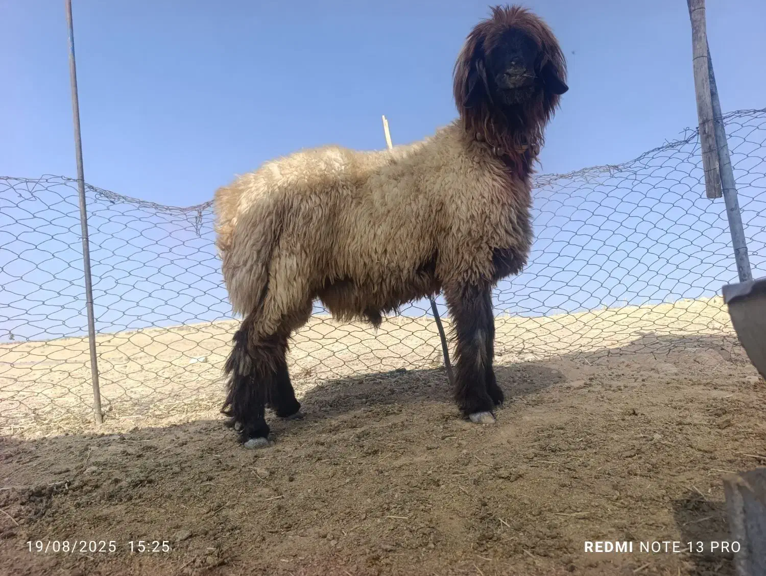 بره قوچ بختیاری|حیوانات مزرعه|ارژن, |دیوار