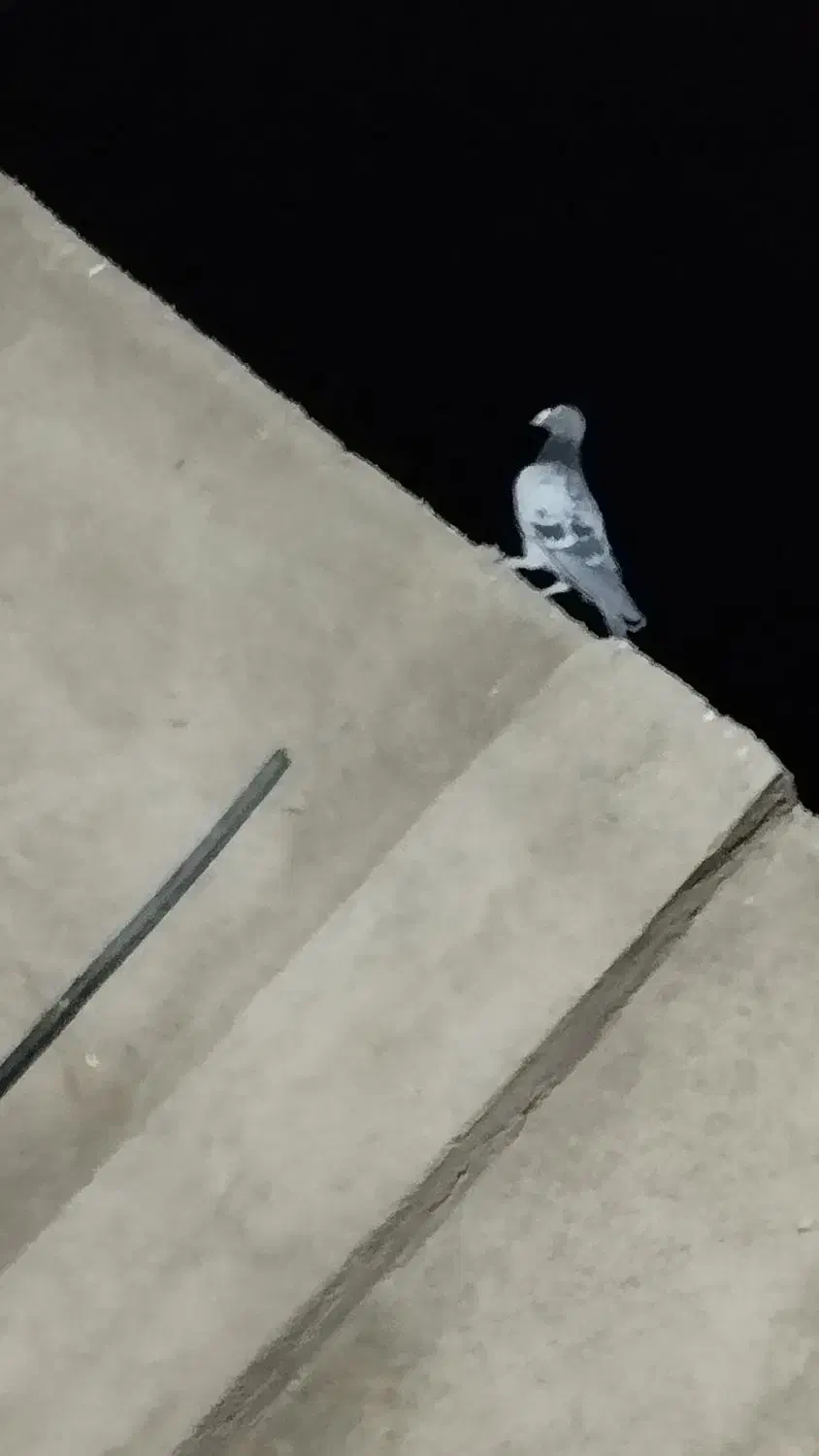 تبعیدی|پرنده|نیشابور, دهنو|دیوار