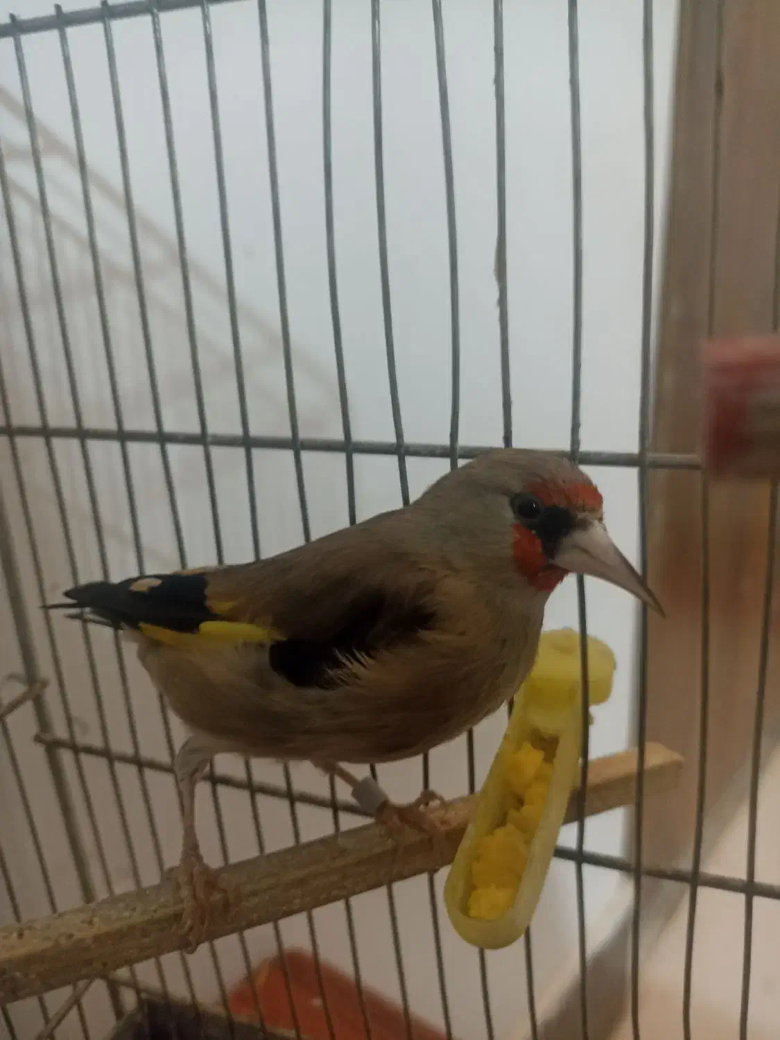 سره|پرنده|مشهد, طبرسی شمالی|دیوار