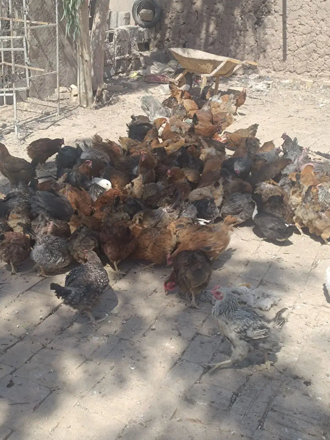 فروش50عدد مرغ تخم گذار محلی|حیوانات مزرعه|رفسنجان, |دیوار