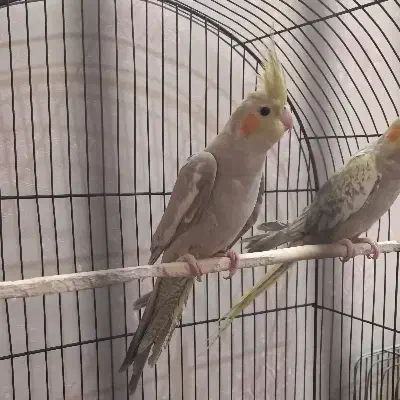 دو عدد جوجه عروس|پرنده|مشهد, ایثار|دیوار