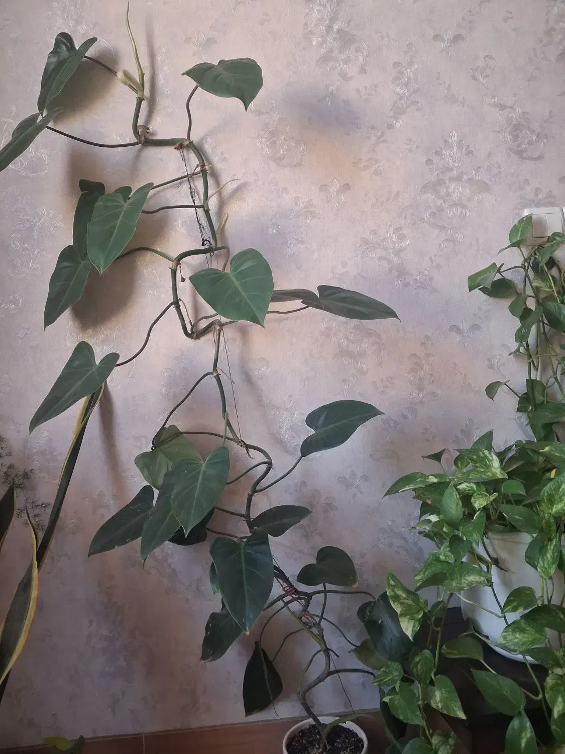 گل باگلدان سرامیکی|گل و گیاه طبیعی|بروجرد, |دیوار