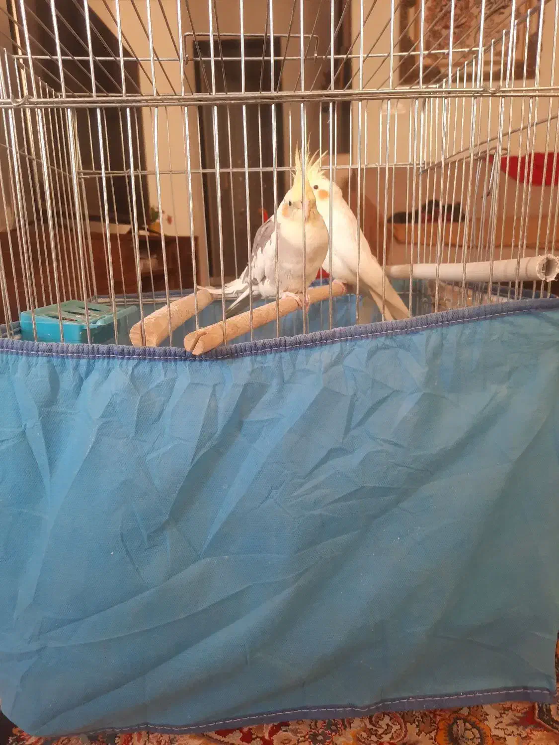 عروس هلندی نر وماده آماده تخم گذاشتن|پرنده|شیراز, گلشن|دیوار