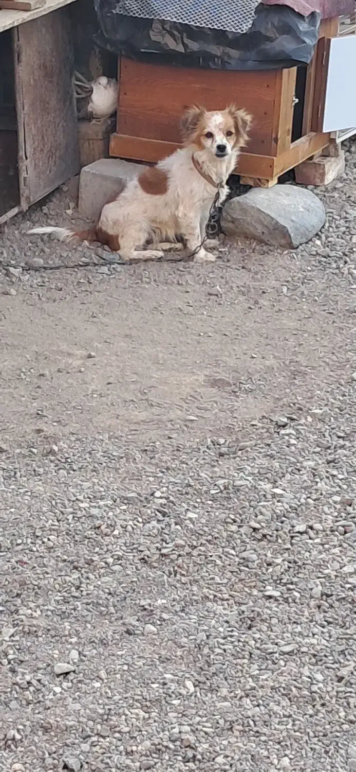 سگ پاکوتا|سگ|جیرفت, |دیوار