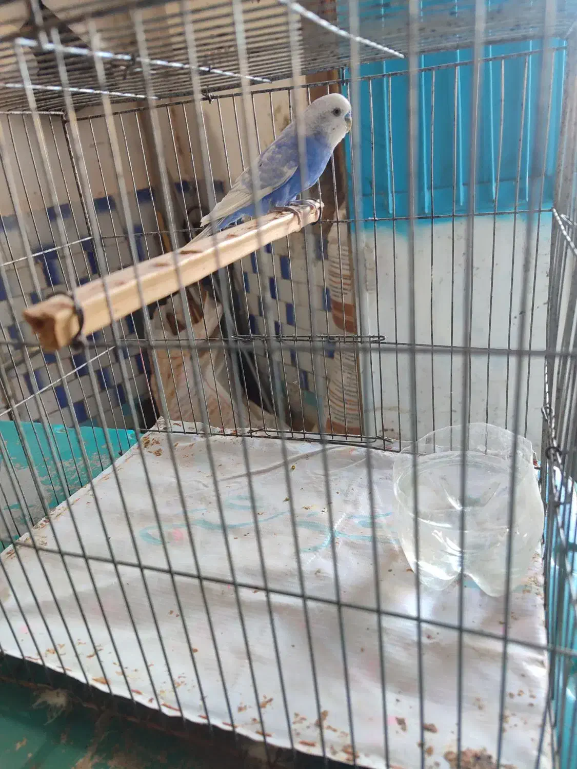 مرغ عشق نر|پرنده|ایرانشهر, |دیوار