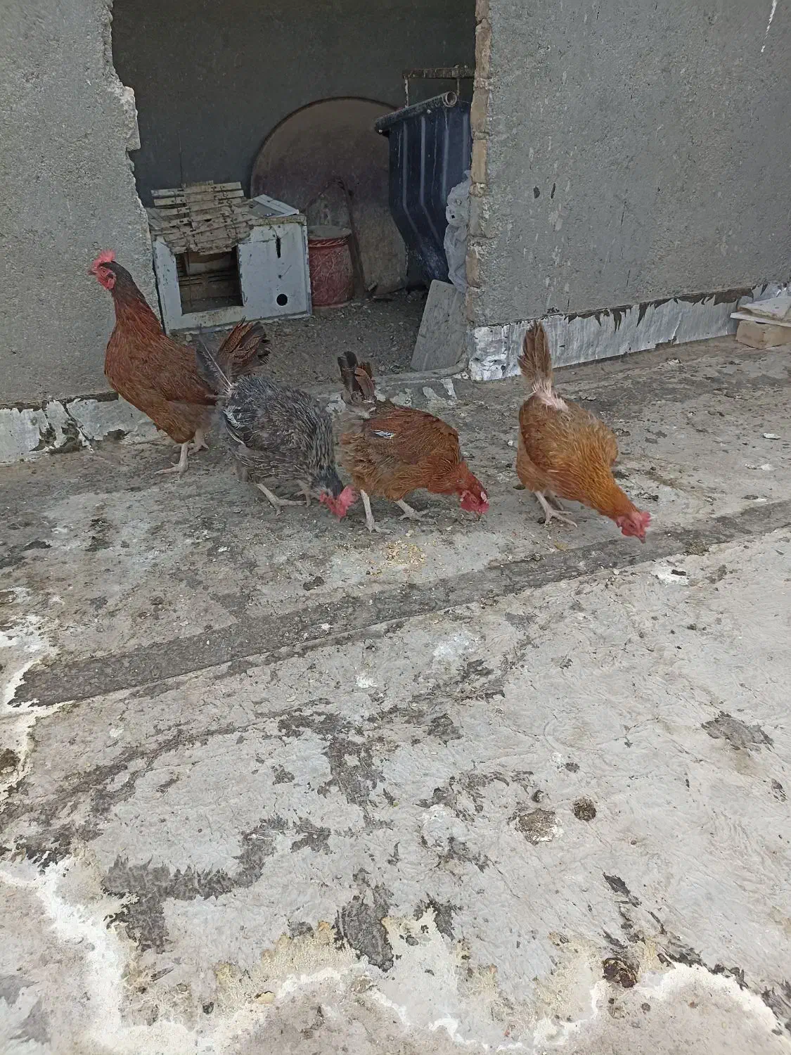 مرغ خانگی|حیوانات مزرعه|تربت‌حیدریه, شهرک ولیعصر|دیوار