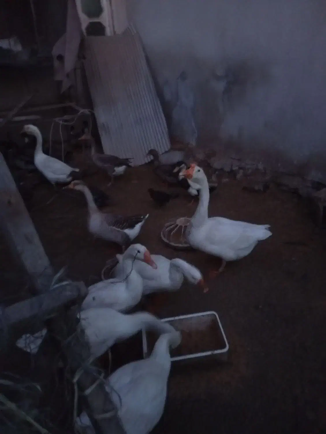 غازلیندا شب یلدا|حیوانات مزرعه|بابکان, |دیوار