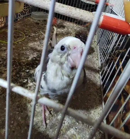 عروس هلندی نژاد ابلق آلبینو|پرنده|مشهد, ادیب نیشابوری (شهرک غرب)|دیوار