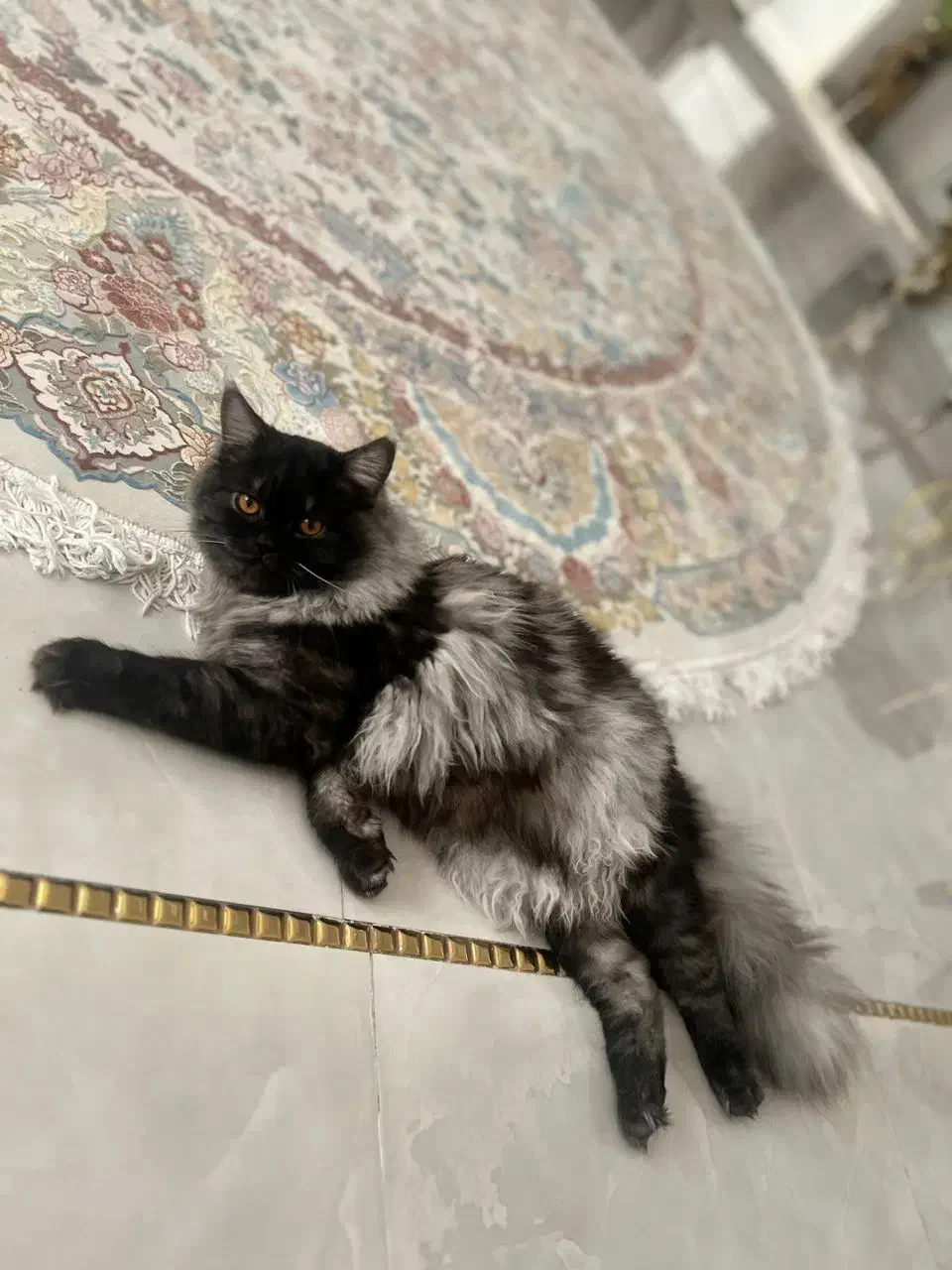 فروش گربه پرشین و هیمالین|گربه|برازجان, |دیوار