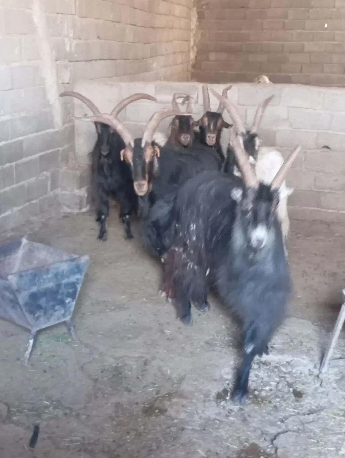 نربز|حیوانات مزرعه|ماهدشت, |دیوار