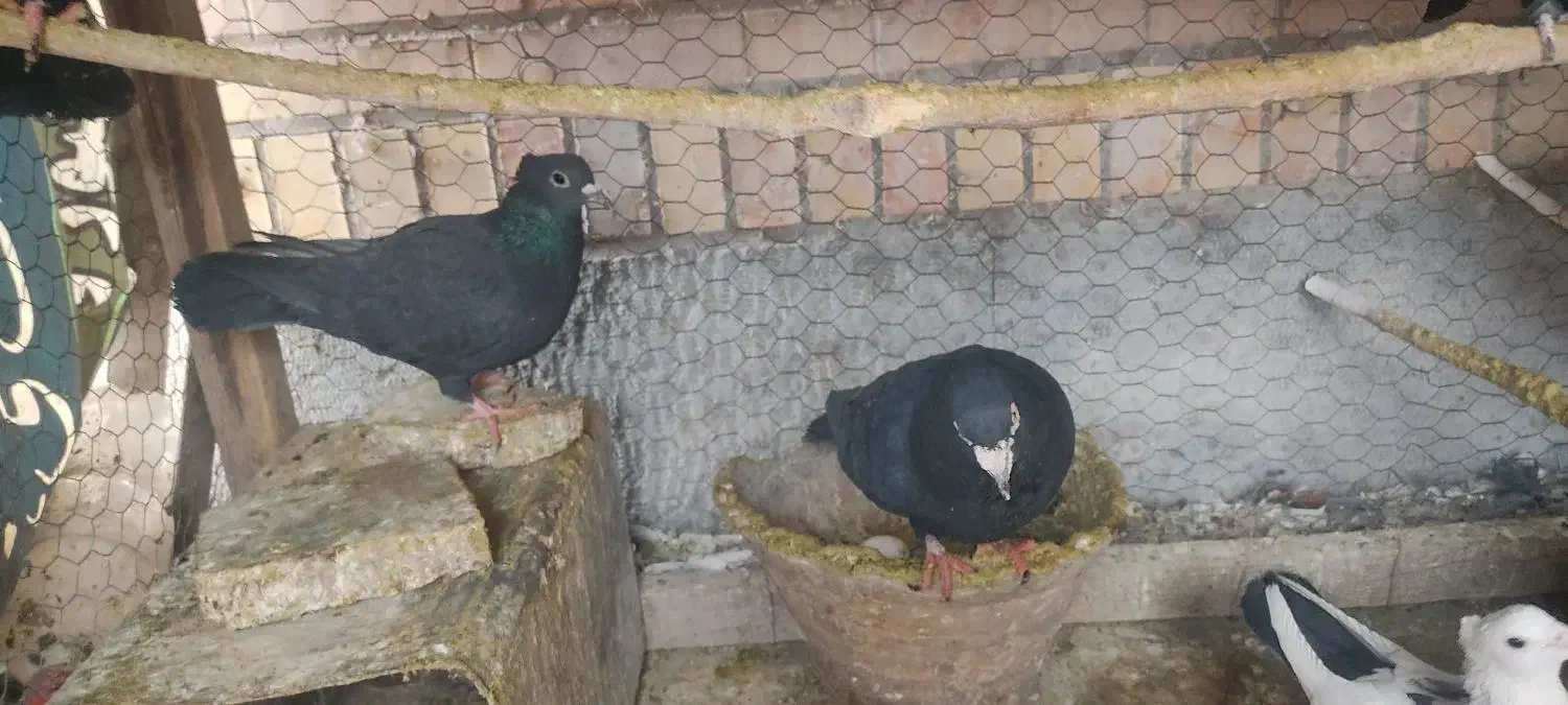 کبوتر کلاغ گوگ|پرنده|کرمان, |دیوار