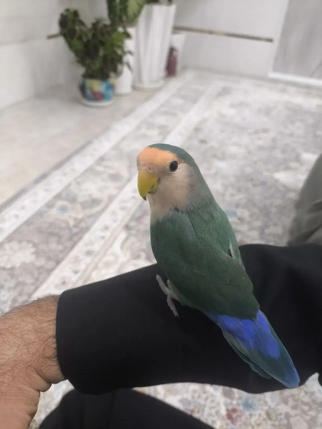 طوطی برزیلی|پرنده|پیرانشهر, |دیوار