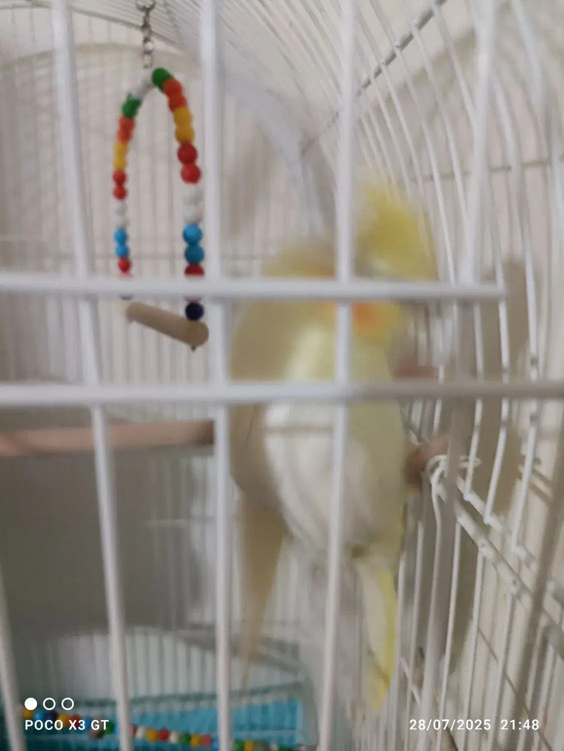 جفت عروس طوطی|پرنده|محمدیه-قزوین, |دیوار