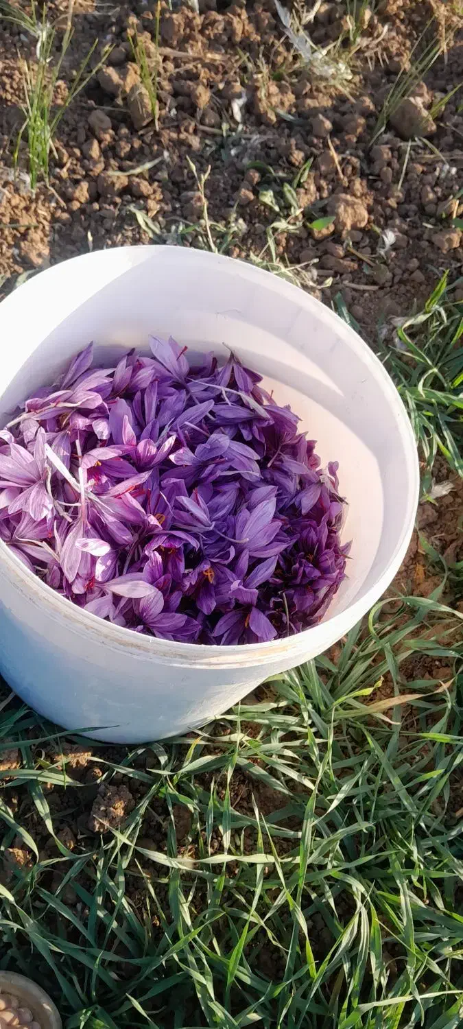 زعفران|خوردنی و آشامیدنی|تربت جام, جامی|دیوار