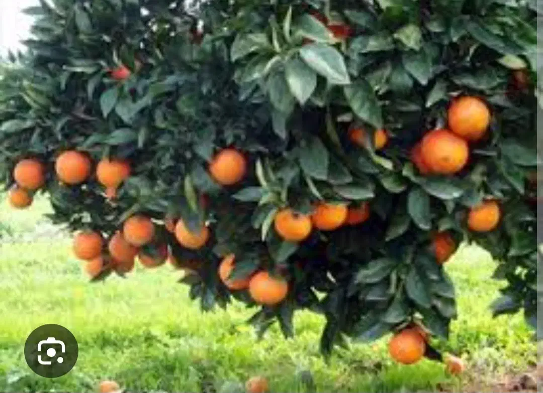 فروش زمین باغی روستای|فروش زمین و ملک کلنگی|دوگنبدان, |دیوار