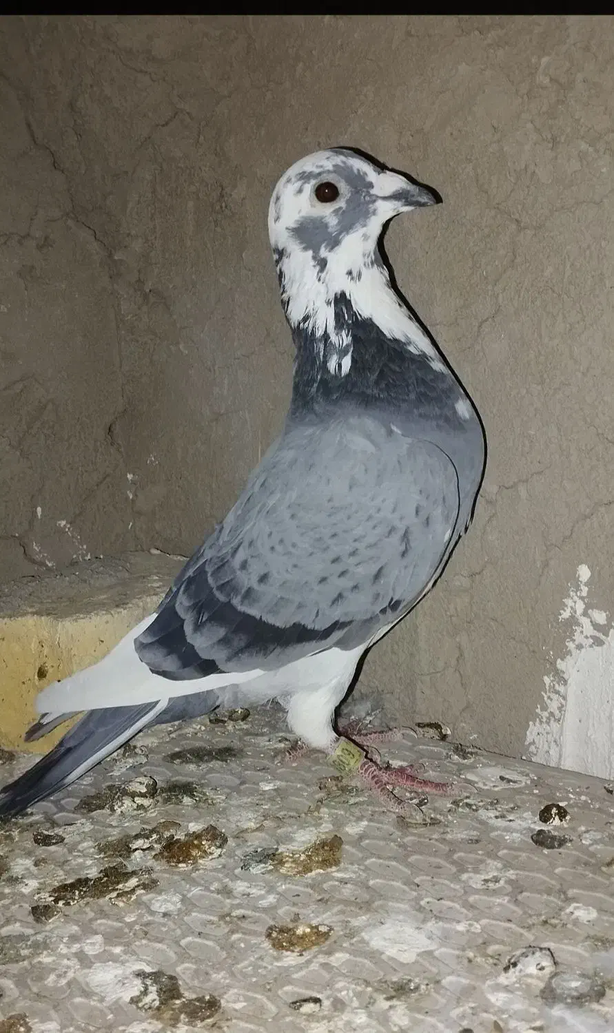 کبوتر معاوضه با مرغ|پرنده|صالح آباد, |دیوار