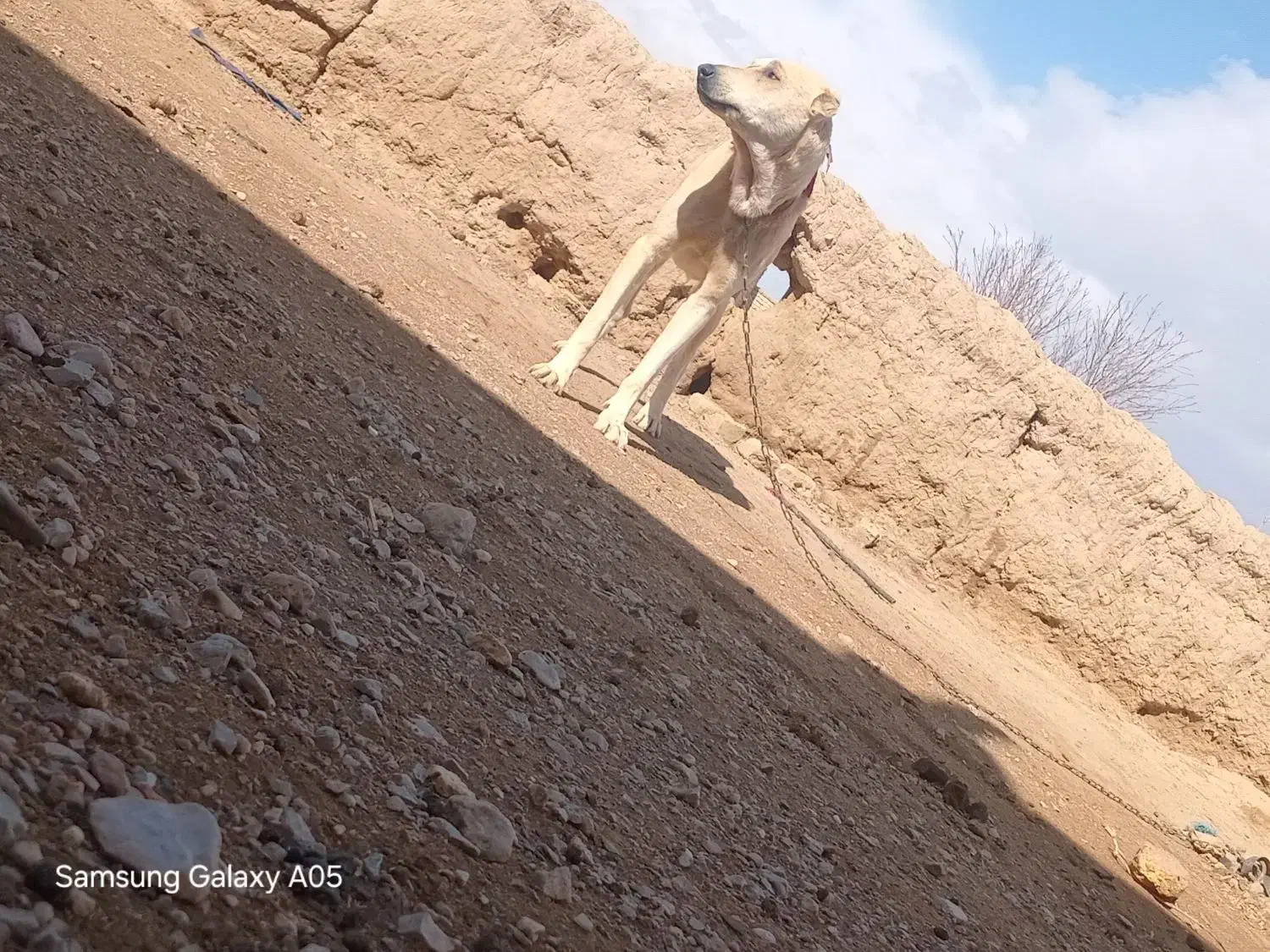 سگ افغانی|سگ|چناران, |دیوار