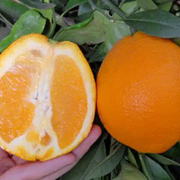 تامسون کوهستان|خوردنی و آشامیدنی|جیرفت, |دیوار